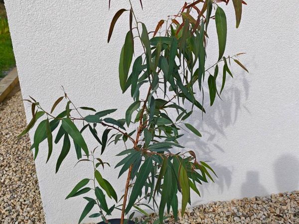 Aromatic Eucalyptus Tree (not gunnii) - Main image