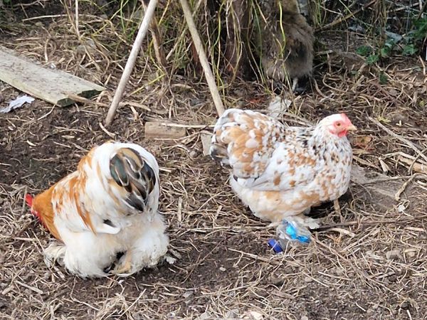 Pekin Bantams - Main image