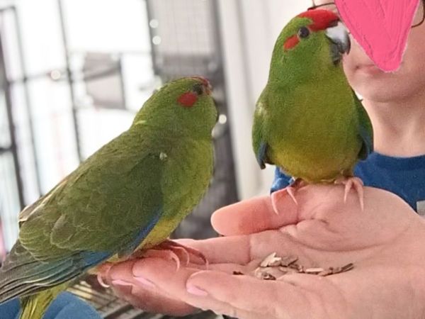 Kakariki birds parakeets - Main image