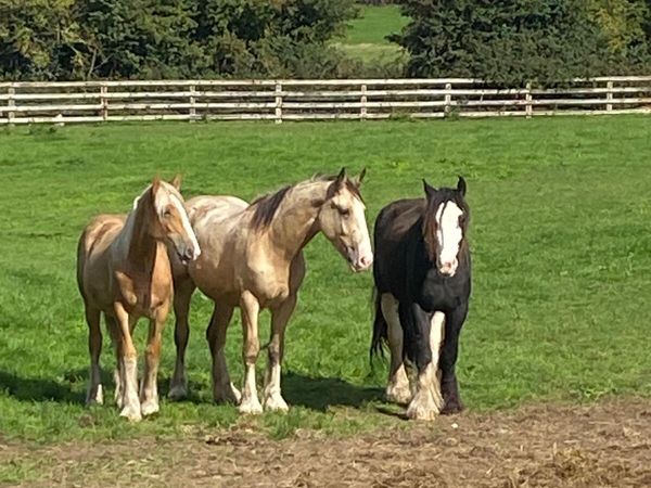 Selection of mares - Main image
