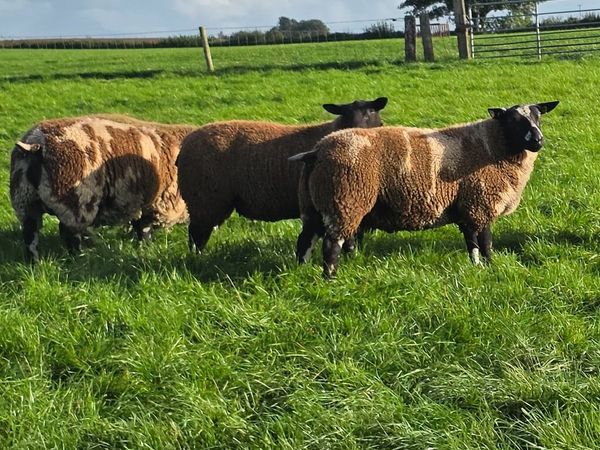Dutch Spotted & Dutch SpottedXBlue Texel Ram Lambs - Main image