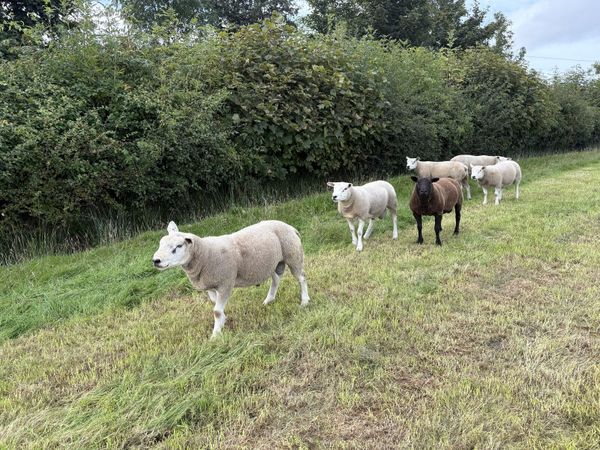 Texel Shearling Rams - Main image