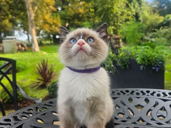Ragdoll kittens - Main image