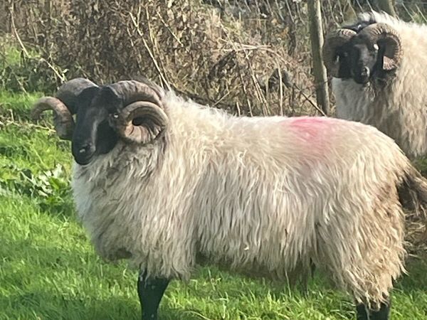 Hoggets - Main image