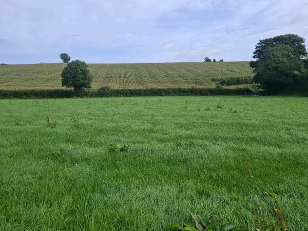 MAIZE FOR SALE - Main image