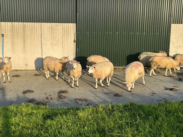 Ewe lambs - Main image
