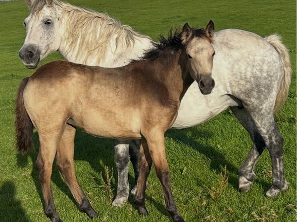 Registered Connemara Filly Foal - Main image