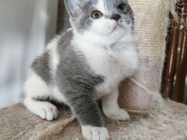 British Shorthair Kittens - Main image