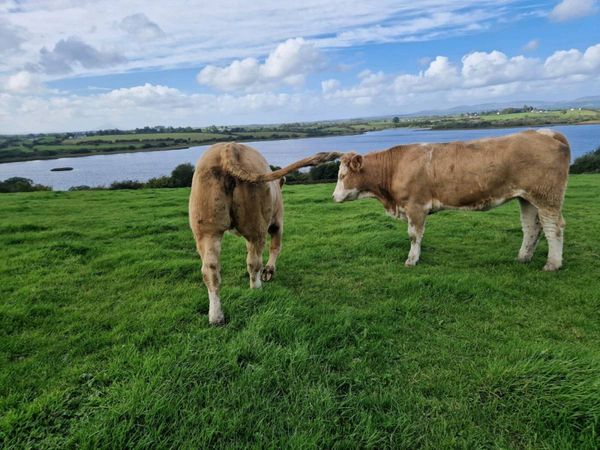 Springer heifers - Main image