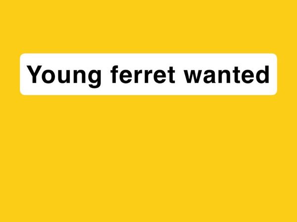 Ferret - Main image