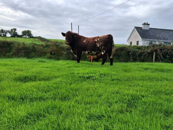 PBR Shorthorn Bull - Main image