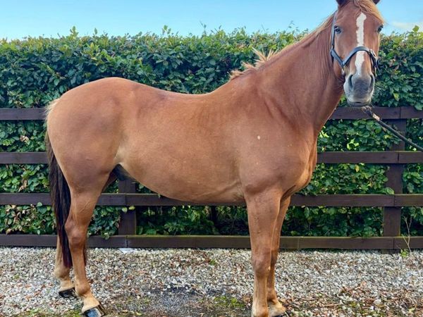 Experienced Irish Sport Horse (TIH) - Main image