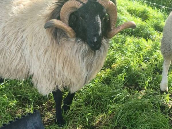 Hogget Ram - Main image