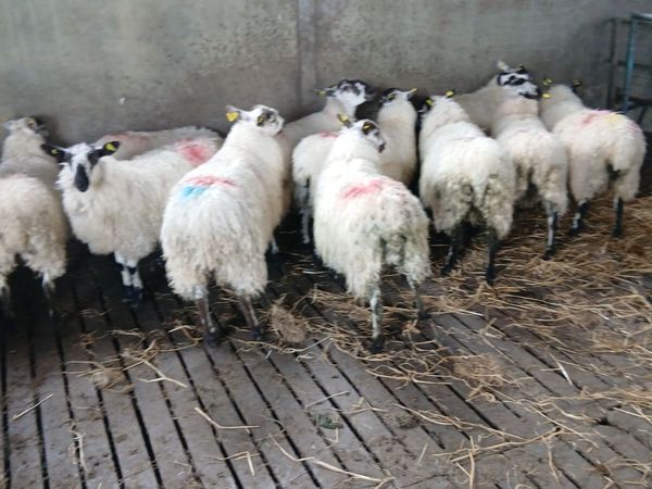 Mayo mule ewe lambs - Main image