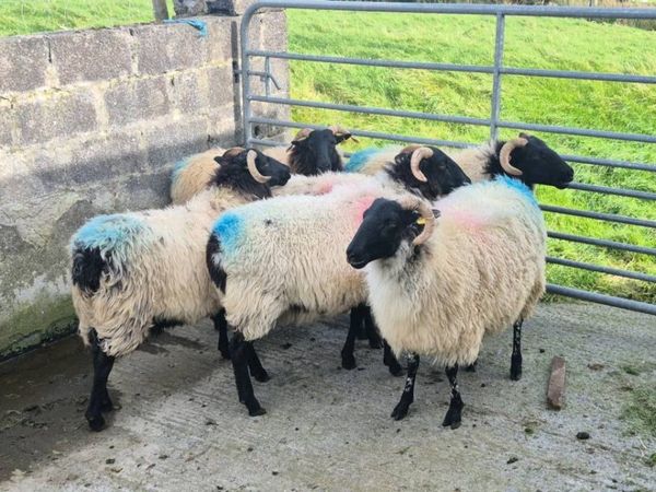 Hogget Ewes - Main image