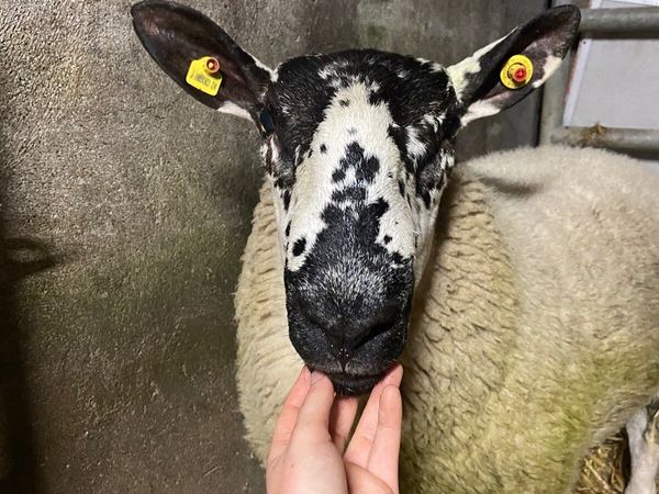 Purebred Milford Ram - Main image