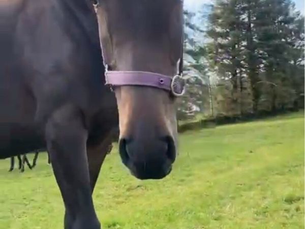 15.2 Filly - Main image