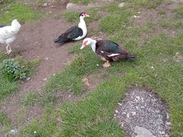 Muscovy ducks and drakes - Main image