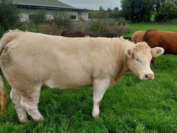 Continental Heifers - Main image