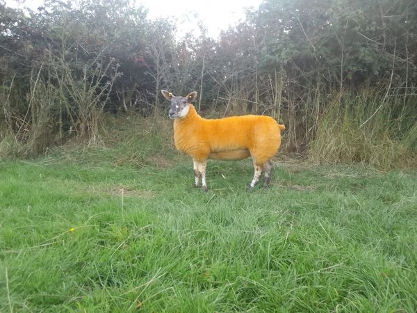 Show quality crossbred ewe lamb - Main image