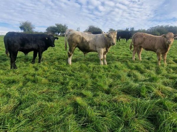 6 Homebred AI-Bred Weanlings – Ennis Mart, Tuesday - Main image