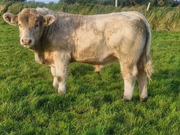 Charolais bull - Main image
