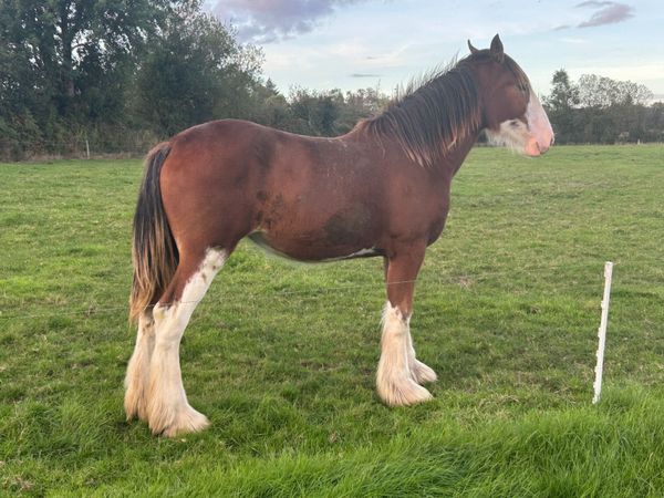 Clydesdale Yearling Filly (registered) - Main image