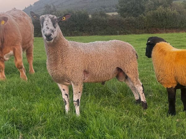 2yo Pedigree Bluefaced Leicester - Main image