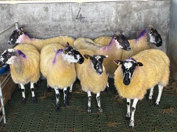 7 Quality Mule Hoggets - Main image