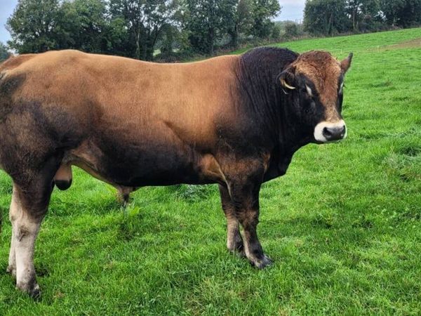 Bull - Main image