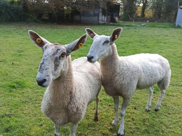 Bluefaced Leicester ewes - Main image