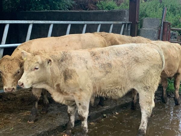 5 Chx bull weanlings for sale - Main image