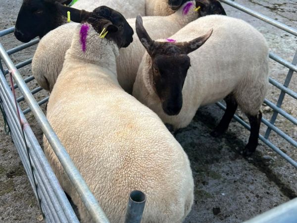 Coolaney Sheep Sale Co.Sligo 26/9/26 - Main image
