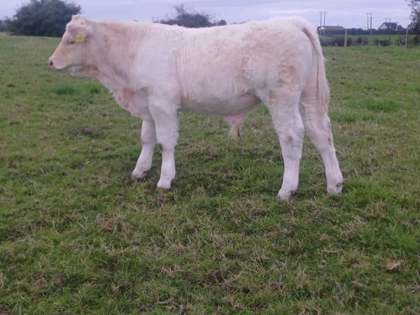 Pbr char bull weanling - Main image
