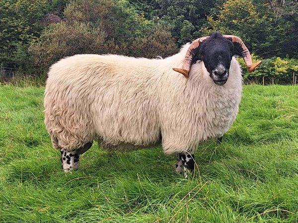 Hogget Ram - Main image