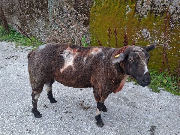 Sheep - Main image