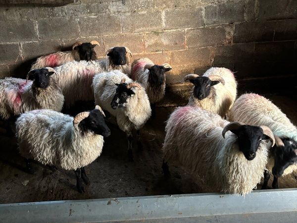 Ram Lambs - Main image