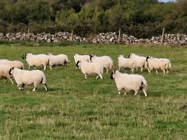 50 super young ewes for sale - Main image