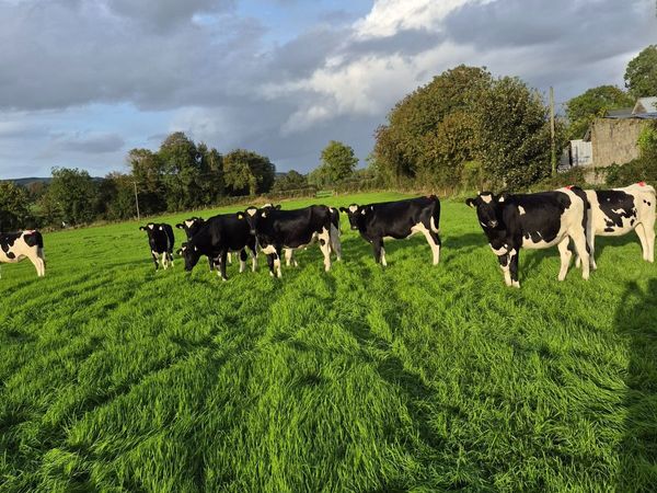 Incalf heifers - Main image
