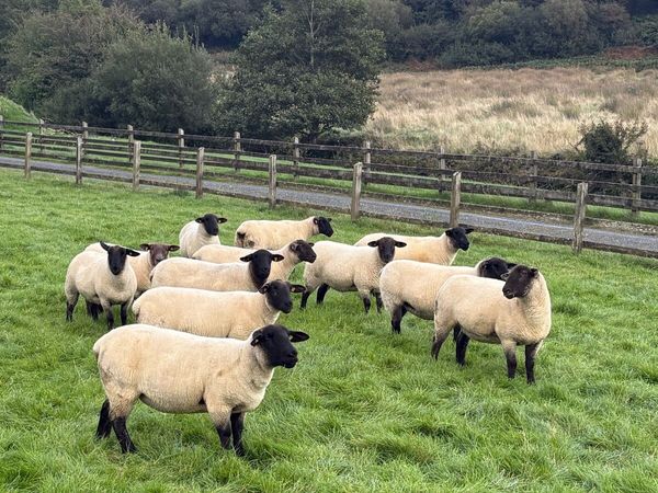 Suffolk hoggets - Main image