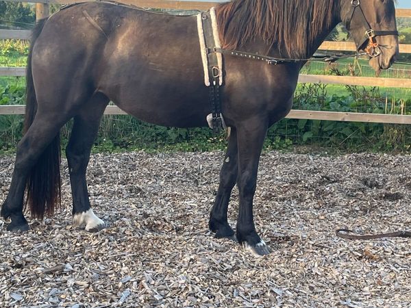 3yr old Filly, 16.2hh - Main image
