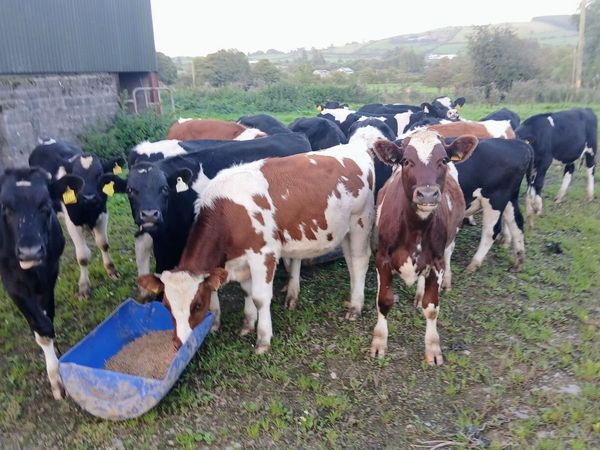 Cattle fresian bullocks - Main image