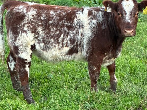 Weanling Heifer - Main image