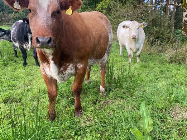 2 extremely quiet BBX In calf heifers - Main image