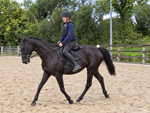 Exceptional 7 Year Old ISH Gelding - Main image