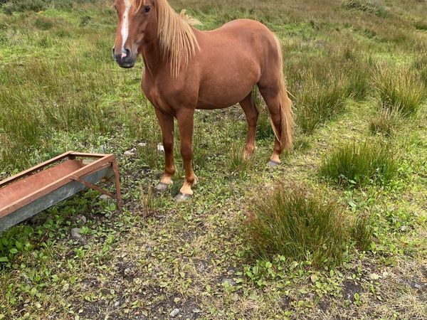 2year old Connemara filly - Main image