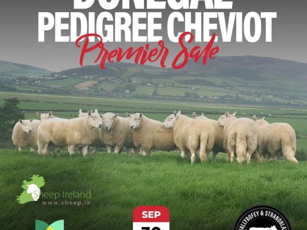 Donegal Pedigree Cheviot Breeders Sale - Main image