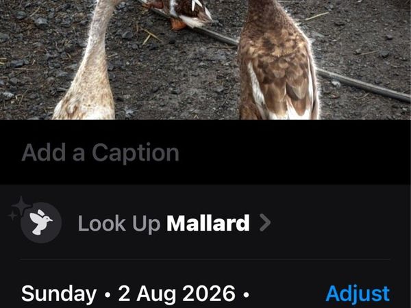 Drakes - Main image