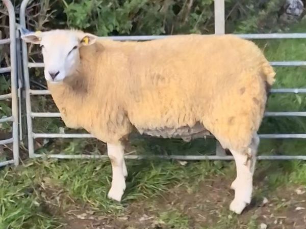 SIS Eligible Ram Lambs - Main image