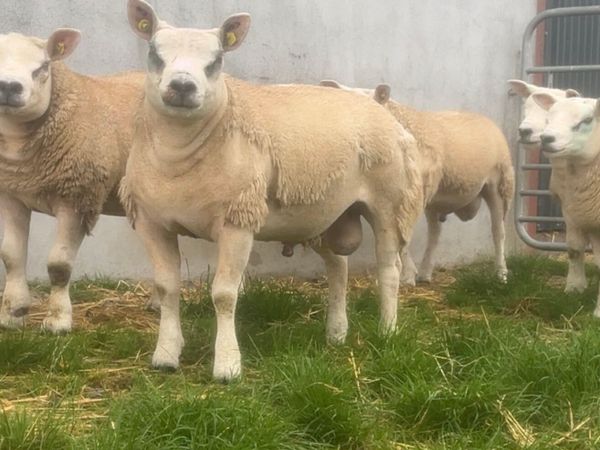 Pedigree Texel Ram Lambs - Main image